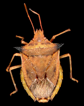 O Percevejo Dichelops Melacanthus, Ou Percevejo De Barriga-Verde, Tem Cerca De 7 Mm E Apresenta A Extremidade Dos Espinhos Mais Escura Do Que O Restante Do Dorso. Essa Característica Deu Origem Ao Seu Nome Melacanthus, Que Significa “Cantos Escurecidos”. (Fonte: Pereira, P. R. V. S. - Embrapa Trigo)