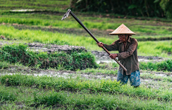 O Uso De Fertilizantes Data Mais De 8 Mil Anos Antes De Cristo, Com O Uso De Adubos Orgânicos, Como Cinzas E Fezes De Animais, Na China. (Fonte: Pan Species - Unsplash)