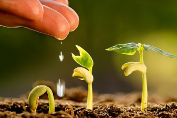 Saiba Como Aumentar A Capacidade Do Solo De Reter Água E Nutrientes