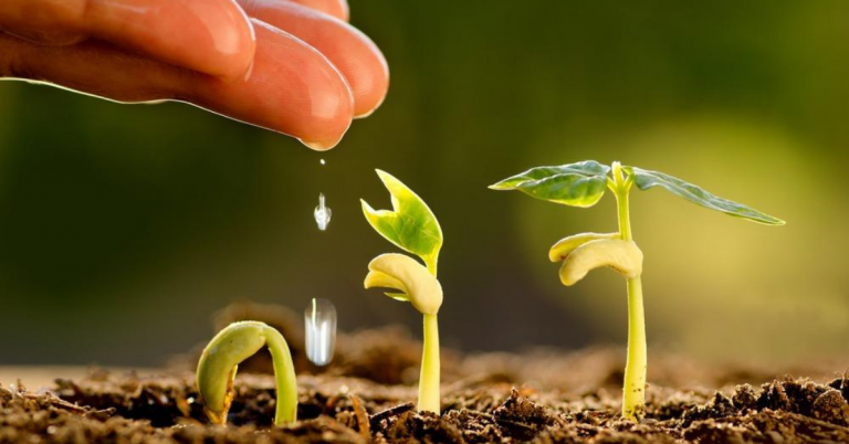 Saiba Como Aumentar A Capacidade Do Solo De Reter Água E Nutrientes