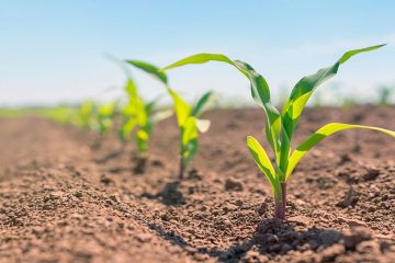 Porque O Desempenho Do Sulfato De Potássio Na Agricultura Aponta Algumas Limitações Desse Fertilizante