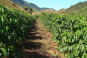 Cafeicultor De Itamogi-Mg Conta Como Transformou Seu Café Em Café Especial Com O K Forte®