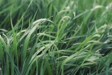 Agrônomo De Chapada Gaúcha - Mg Indica Fonte De Potássio Sustentável E Rentável