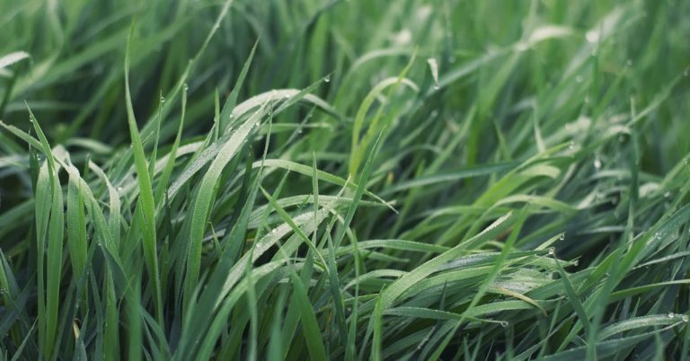 Agrônomo De Chapada Gaúcha - Mg Indica Fonte De Potássio Sustentável E Rentável