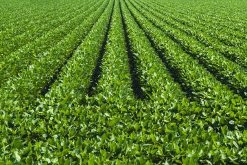 As Limitações Do Ácido Bórico Na Agricultura