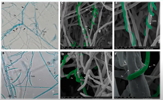 Ação Do Fungo Do Gênero Trichoderma Spp (Em Verde) Nas Raízes Da Planta. (Fonte: Pimentel Et Al, 2020)