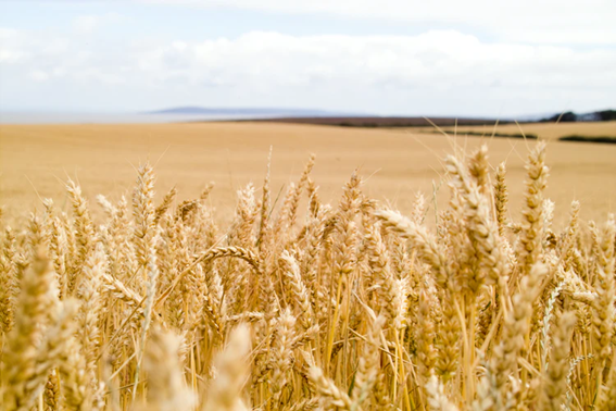 Até 1995, Mais De 45 Milhões De Toneladas De Fertilizantes Químicos Foram Utilizados Na Agricultura Norte-Americana.