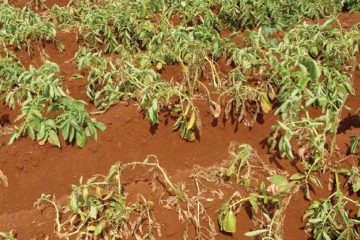 Como Os Agentes De Controle Biológico Estão Presentes Na Agricultura De Alta Performance