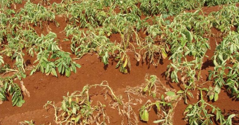 Como Os Agentes De Controle Biológico Estão Presentes Na Agricultura De Alta Performance