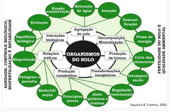 Diferentes Funções E Inter-Relações Dos Organismos No Solo.