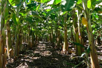 Entenda Como Funciona A Nutrição E O Metabolismo Do Potássio Na Bananeira - Entenda Como Funciona A Nutricao E O Metabolismo Do Potassio Na Bananeira