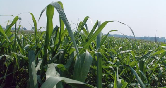 Estima-Se Que Somente A Parte Aérea Das Plantas Apresenta Uma Concentração Média De 10 Gramas De Potássio Por Quilo De Matéria Seca