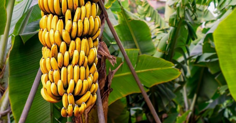 Impactos Da Adubação Potássica E Da Conservação Pós-Colheita Na Produtividade Da Banana