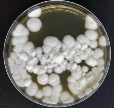 Nos Últimos 7 Anos Foram Registrados Mais Da Metade Dos 450 Produtos Biológicos Registrados, Sendo 95 Deles Somente Em 2020. Na Imagem, Uma Colônia Do Fungo Entomopatogênco Beauveria Bassiana, Um Dos Mais Estudados E Comercializados Do Mundo No Controle Biológico De Insetos. (Fonte: Lima, A. L. - Embrapa Amapa)