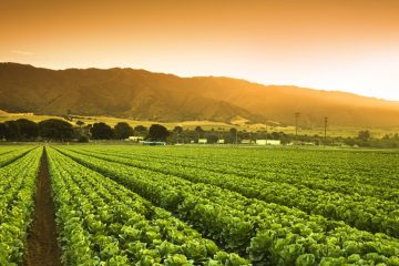 Por Que As Plantas Precisam De Potássio Na Agricultura