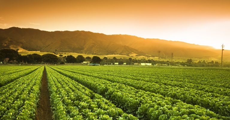 Por Que As Plantas Precisam De Potássio Na Agricultura