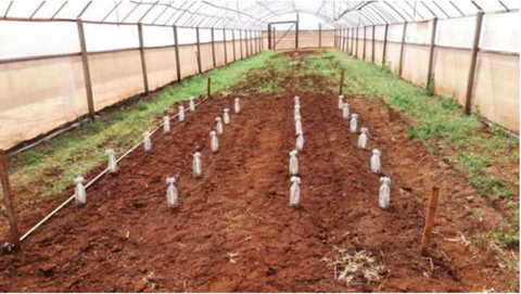 Vista Do Local Das Câmaras Coletoras De N-Nh3 Após A Aplicação De Fertilizantes Nitrogenados.