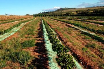 Cinco Estratégias Para Melhorar O Manejo De Potássio Na Cafeicultura