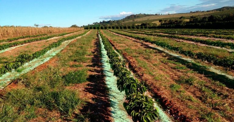 Cinco Estratégias Para Melhorar O Manejo De Potássio Na Cafeicultura