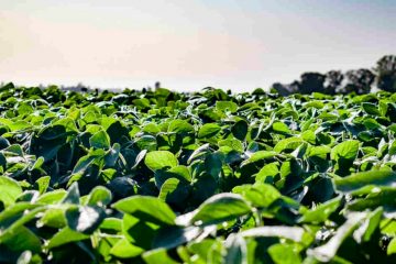 Laercio Dalla Vecchia, Campeão Nacional De Produtividade De Soja, Conta Como O K Forte® Melhorou O Manejo Agrícola Da Sua Lavoura