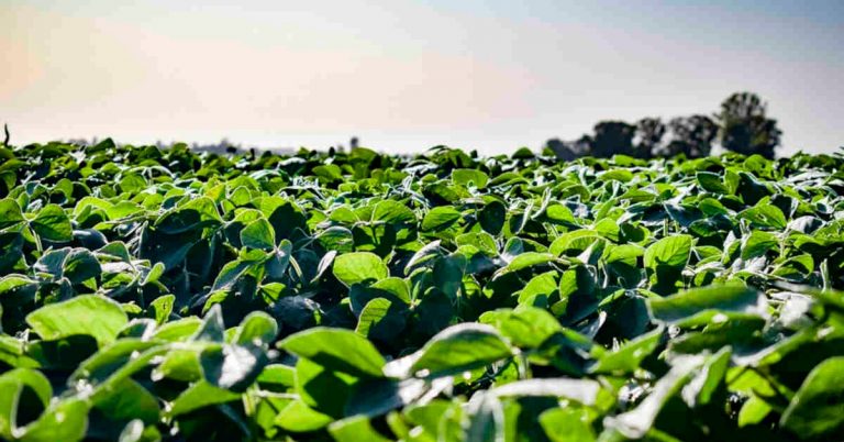 Laercio Dalla Vecchia, Campeão Nacional De Produtividade De Soja, Conta Como O K Forte® Melhorou O Manejo Agrícola Da Sua Lavoura