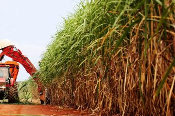 Conheça Cinco Benefícios Do Uso Do Silício Como Fertilizante