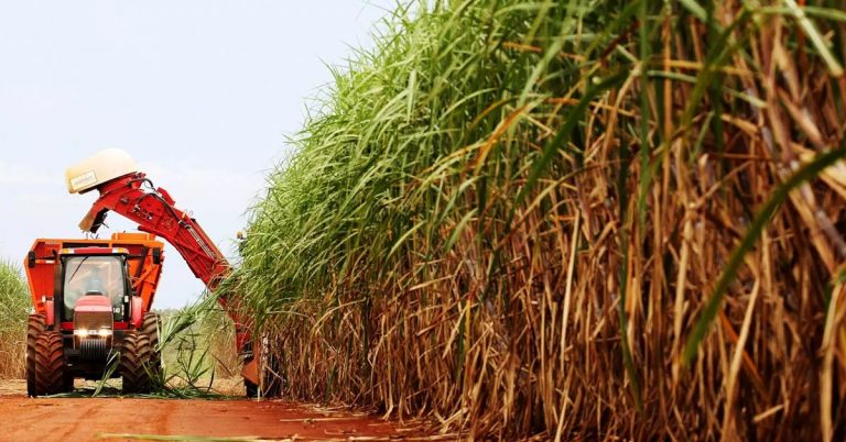 Conheça Cinco Benefícios Do Uso Do Silício Como Fertilizante