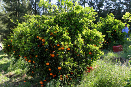 As Plantas Perenes, No Geral, Apresentam Uma Tolerância Média De Até -2ºc, Denominada Temperatura Letal.