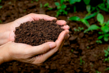 Como O Avanço Das Pesquisas Sobre Os Microrganismos Identificou Uma Nova Ferramenta Agrícola