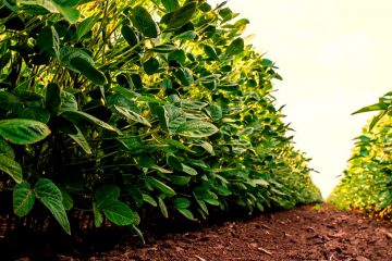 Construção E Manutenção Da Fertilidade Do Solo Em Sistemas De Produção De Grãos