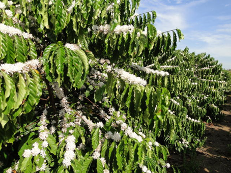 Pra Iniciar A Recuperação Das Lavouras De Café Afetadas Pelas Geadas, O Agricultor Pode Aguardar As Primeiras Chuvas E Até Mesmo A Florada