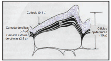 Representação Da Formação Da Dupla Camada Cutícula-Sílica.