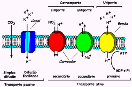 Tipos De Transporte E Da Atividade Das Bombas, Carreadores E Canais Presentes Nas Membranas Celulares Das Plantas. 