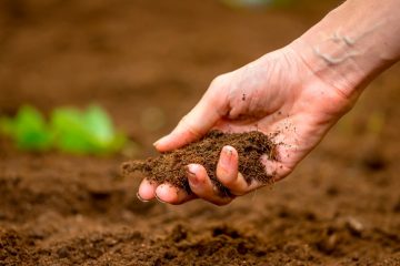 Entenda A Importância De Usar Os Métodos De Análise De Solo Adequados No Manejo Agrícola Do Potássio