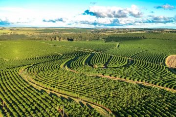 Cafeicultor De Matipó - Mg Fala Como O K Forte® Tem Sido Importante Na Produção Sustentável Da Lavoura