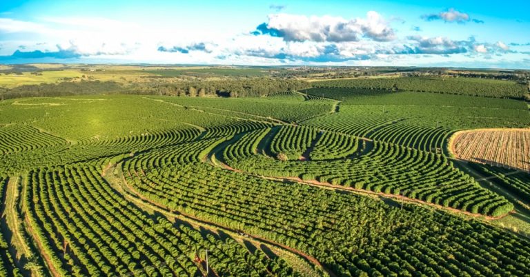 Cafeicultor De Matipó - Mg Fala Como O K Forte® Tem Sido Importante Na Produção Sustentável Da Lavoura