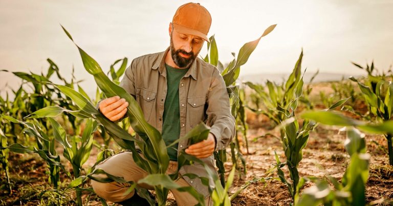 Cinco Fatos Sobre O Uso Do Sulfato De Potássio Na Agricultura