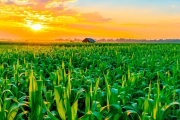 Sete Benefícios Do Uso De Fertilizantes Potássicos