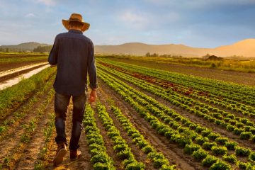 Veja Os Preços Do Cloreto De Potássio E Outros Fertilizantes Usados Na Agricultura Brasileira