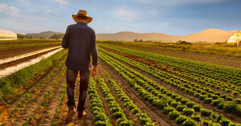 Veja Os Preços Do Cloreto De Potássio E Outros Fertilizantes Usados Na Agricultura Brasileira