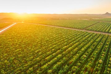 Conheça As 3 Principais Fontes De Potássio Para As Plantas