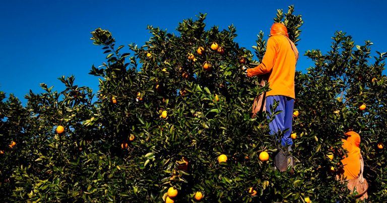 Cinco Consequências Da Deficiência De Potássio Em Citros E Como Eliminá-Las