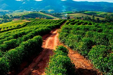 Cafeicultor De Itamogi - Mg Indica O K Forte®, Fonte Potássica Brasileira Mais Econômica Que O Potássio Importado