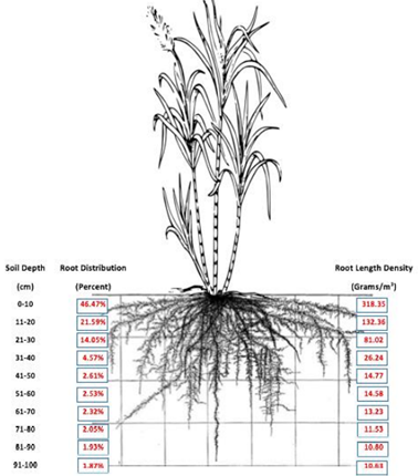 A Cana-De-Açúcar É Muito Afetada Pela Compactação Do Solo, Já Que Apresenta Cerca De 85% Do Seu Sistema Radicular Concentrado Em Até 50Cm De Profundidade. (Fonte: Sarol,Et Al, 2020)