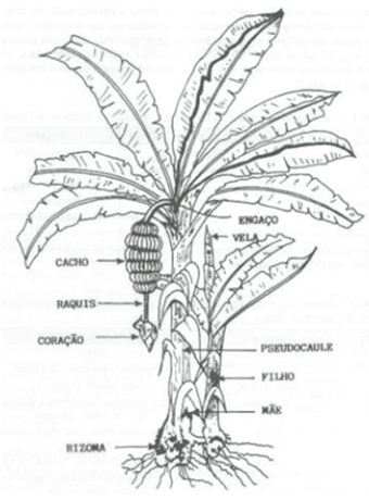 As Principais Partes Da Bananeira 