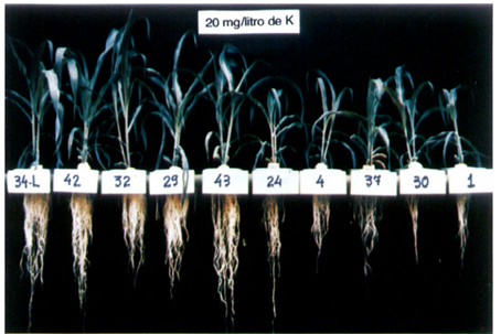 Aspecto Do Sistema Radicular E Parte Aérea De Diferentes Linhagens De Milho Cultivadas Em Solução Nutritiva Aos 25 Dias De Idade