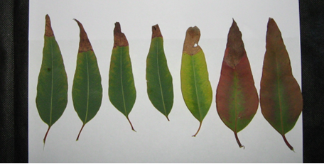 Evolução Dos Sintomas De Deficiência De Potássio Nas Folhas De Eucalipto.