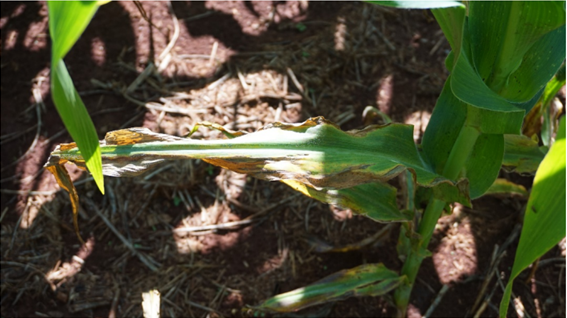 Sintomas Foliares Em Planta De Milho Que Indicam Deficiência De Potássio