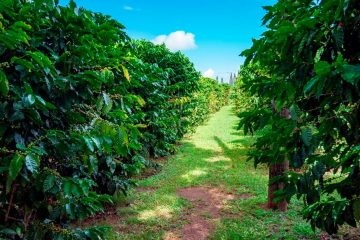 Engenheiro Agrônomo De Cristais Paulista - Sp Conta Como O K Forte® Melhorou Os Resultados Da Lavoura De Café