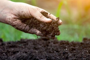 Como Melhorar A Fertilidade Do Solo E Aumentar A Produtividade Agrícola?